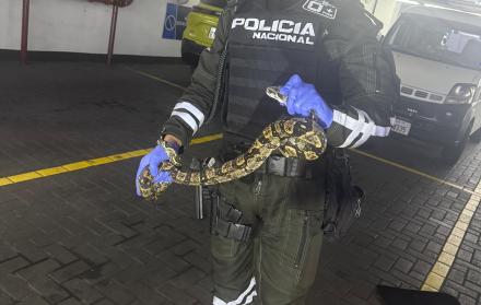 Serpiente San Marino