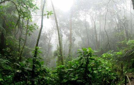 La alerta de lluvias intensas en la Amazonía y Cordillera oriental estará vigente desde las 16:00 del domingo 03 de agosto hasta las 07:00 del jueves 07 de agosto de 2025.