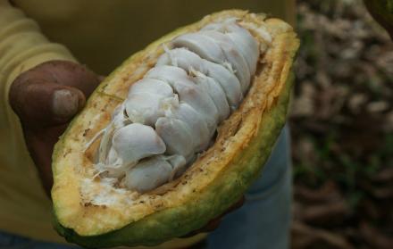 Cacao FlickrMagap