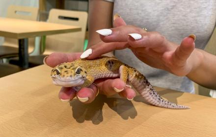 gecko leopardo