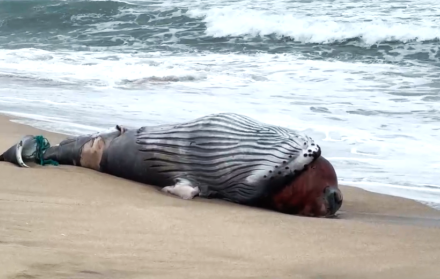 Una ballena juvenil fue encontrada muerta en la costas de Mar Bravo en Salinas
