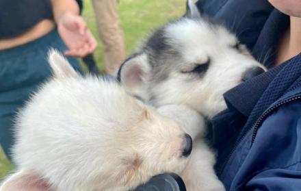 maltrato y venta ilegal de animales de compañía