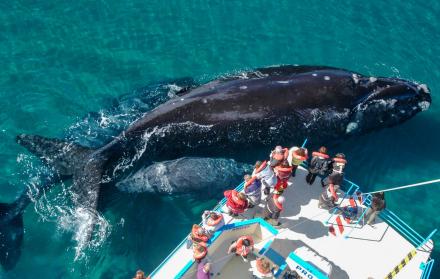 avistamiento de ballenas