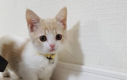 GATOS