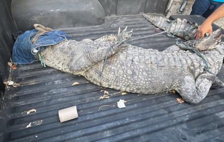 Cocodrilo de mascota