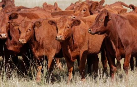 UTEG vacas