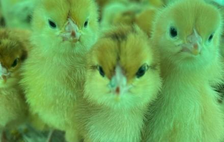 Gallina ponedora