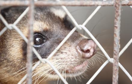 animales silvestres tráfico especies fauna Guayaquil agosto 2025 CV