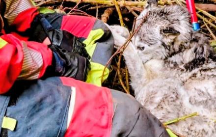 rescate animal en quito