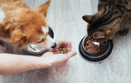 Dieta balanceada para mascotas