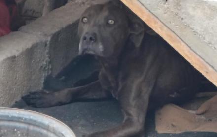 rescate animal en quito