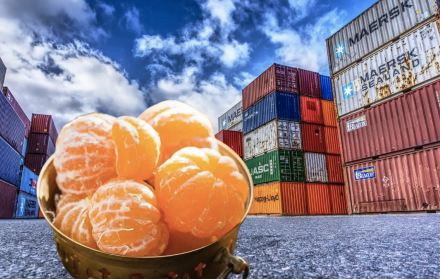 Exportación de mandarina tango a Estados Unidos