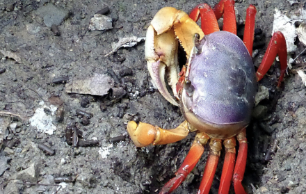 Veda de cangrejos en Ecuador