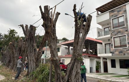 Cañas en Las Garzas