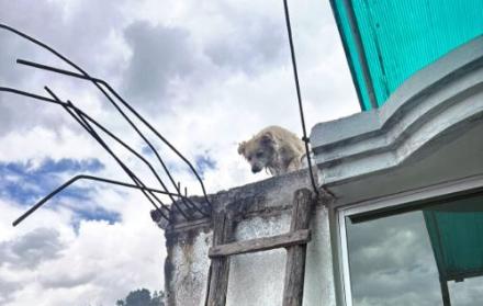 perrito abandonado