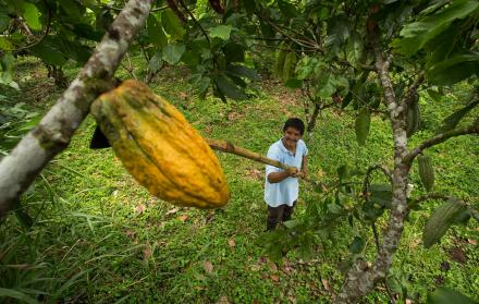 cacao Sitioweb Magap