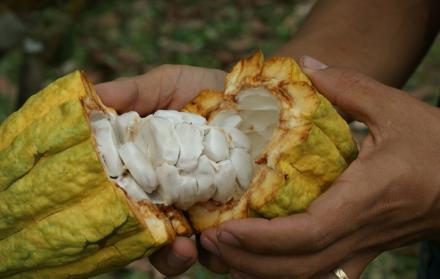 Cacao2 FlickrMagap