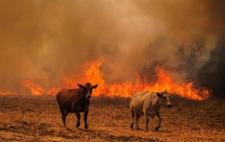 Vacas huyendo