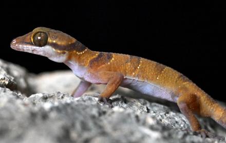 Gecko