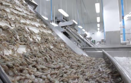 Camarones
