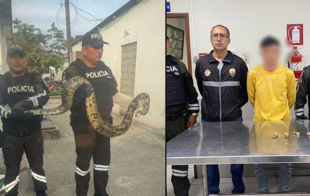 Casos de fauna