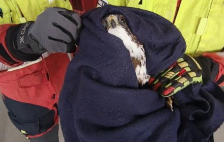 rescate de Bomberos