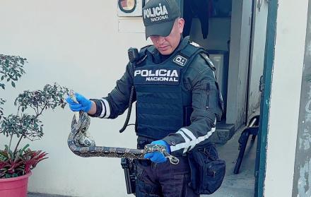 Boa
