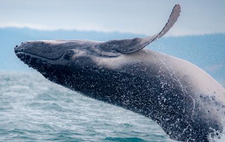 Ballenas