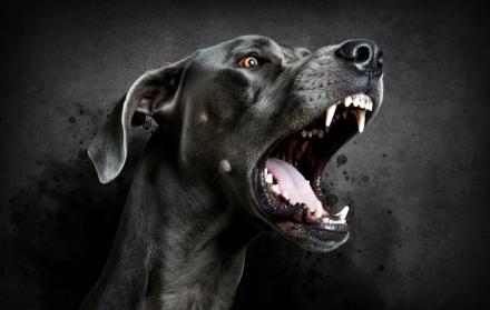 perro gran danés.