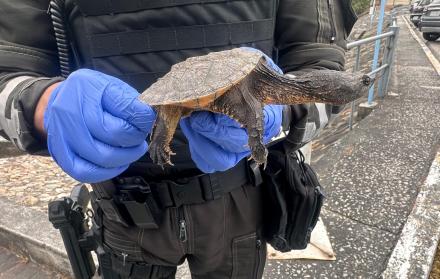 Tortuga en la ESPOL
