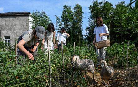 Mundo, China, Comunidades en redes