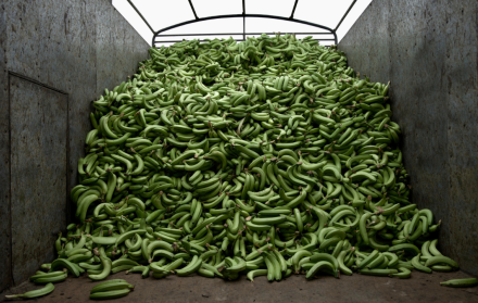 Banano en Ecuador