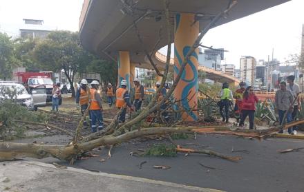 Aunque el árbol cayó sobre los vehículos, el incidente no dejó personas heridas en el norte de Quito.