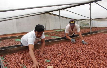 Dos personas trabajando en una planta de cacao