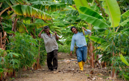 Agricultura