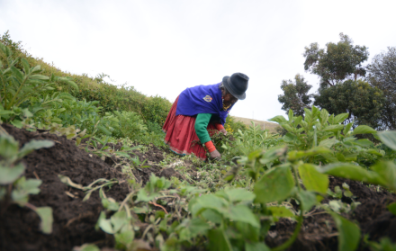 agricultura