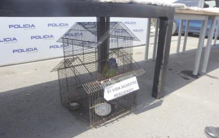 Loro cabeza azul