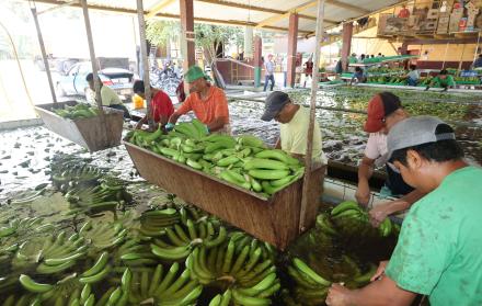 Trabajadores en una finca bananera
