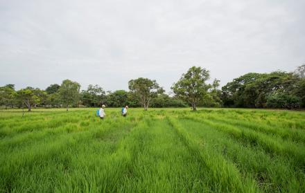 Agricultura Magap