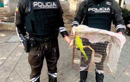 Loro cabeza roja