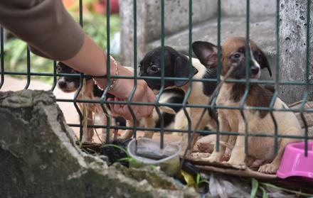 perros municipio de guayaquil