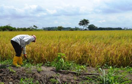 Agricultura