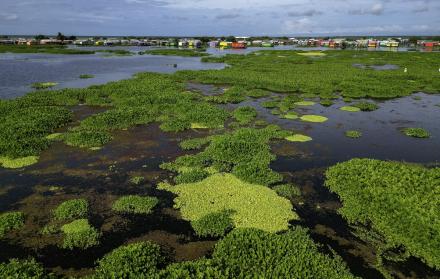 Mundo, Cambio climático, Colombia, Planta invasora amenaza