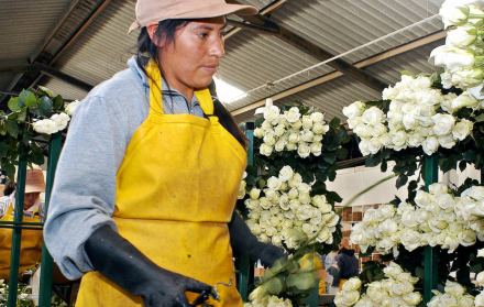 Sector floricultor en Ecuador