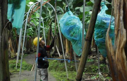 AGRICULTOR MIENTRAS TRANSPORTA LOS RACIMOS DE BANANO DESDE LA PLANTACIÓN AGRÍCOLA |
