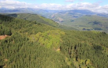 bosques de Pino