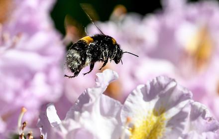 abejas