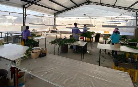 Imbabura. Pocos trabajadores han podido ejercer labores en fincas florícolas.