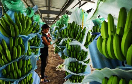 RACIMOS DE BANANO EN HACIENDA AGRÍCOLA DEL LITORAL ECUATORIANO