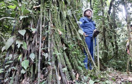 bosques